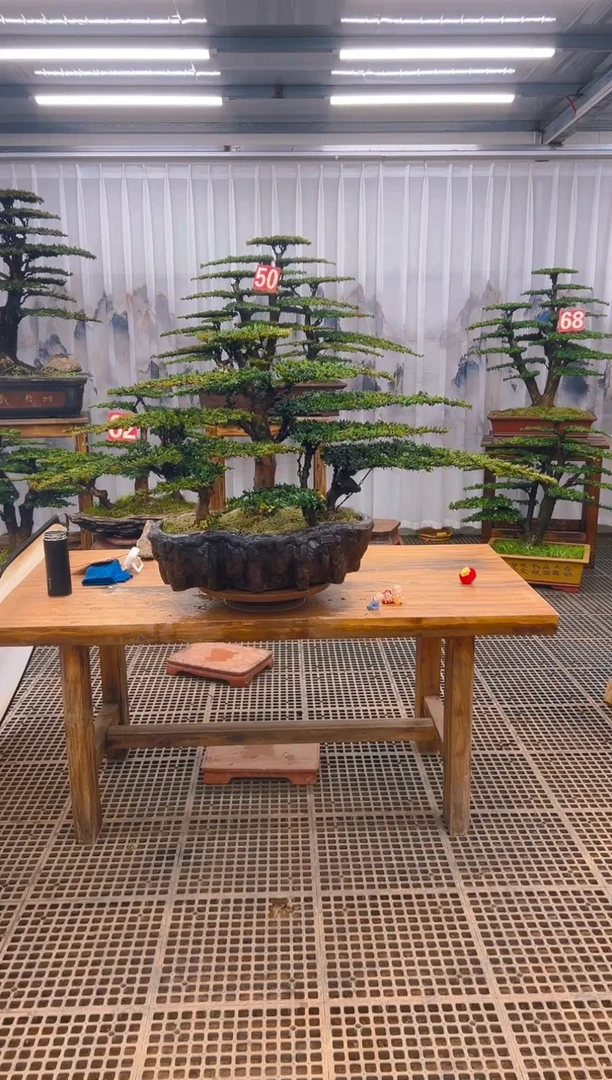 【闪购商品】紫砂精品盆景直播间一物一拍