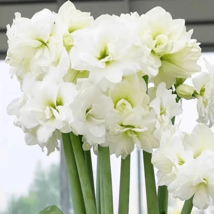 进口荷兰朱顶红阿弗雷重瓣朱顶红盆栽室内花园阳台耐热种球花卉