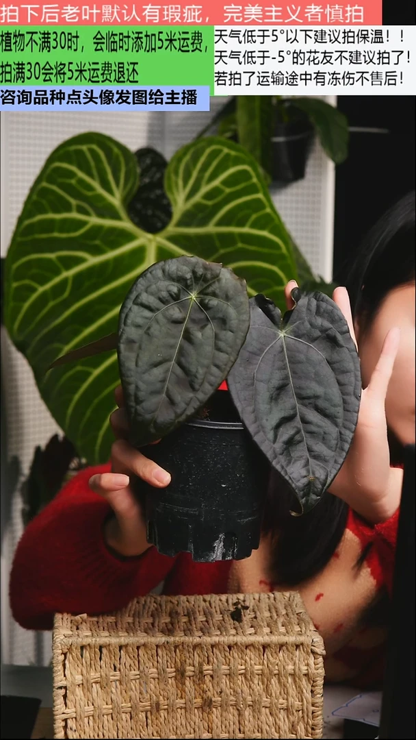 不开花植物魔镜花烛