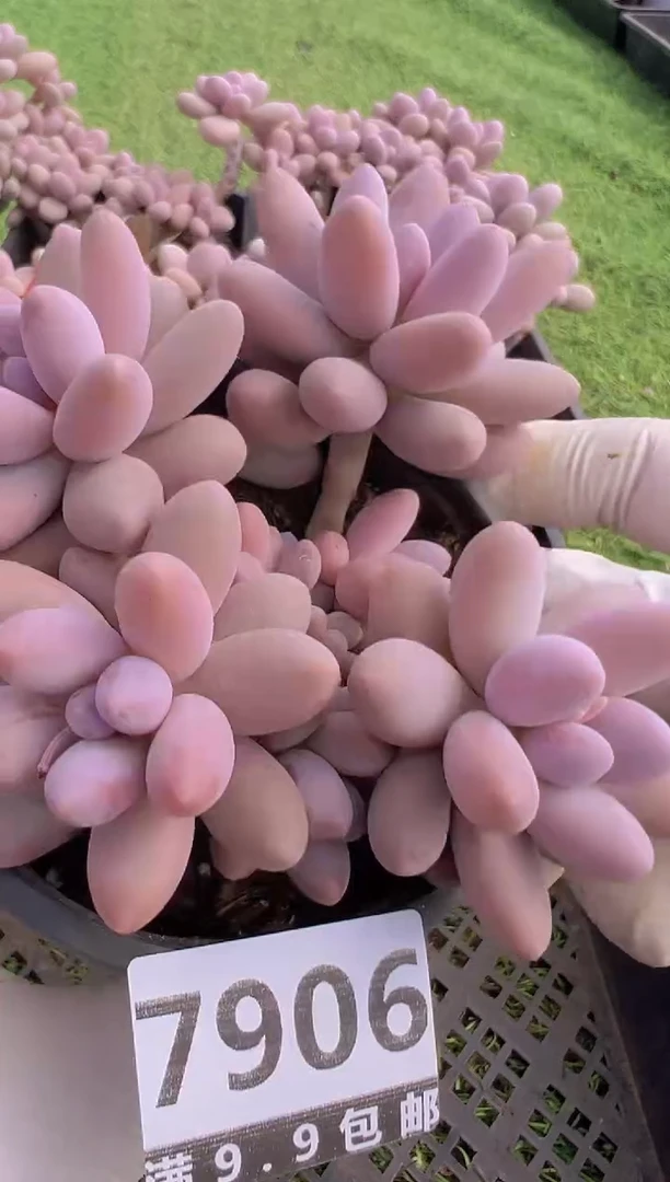 【闪购商品】信福多肉一物一拍