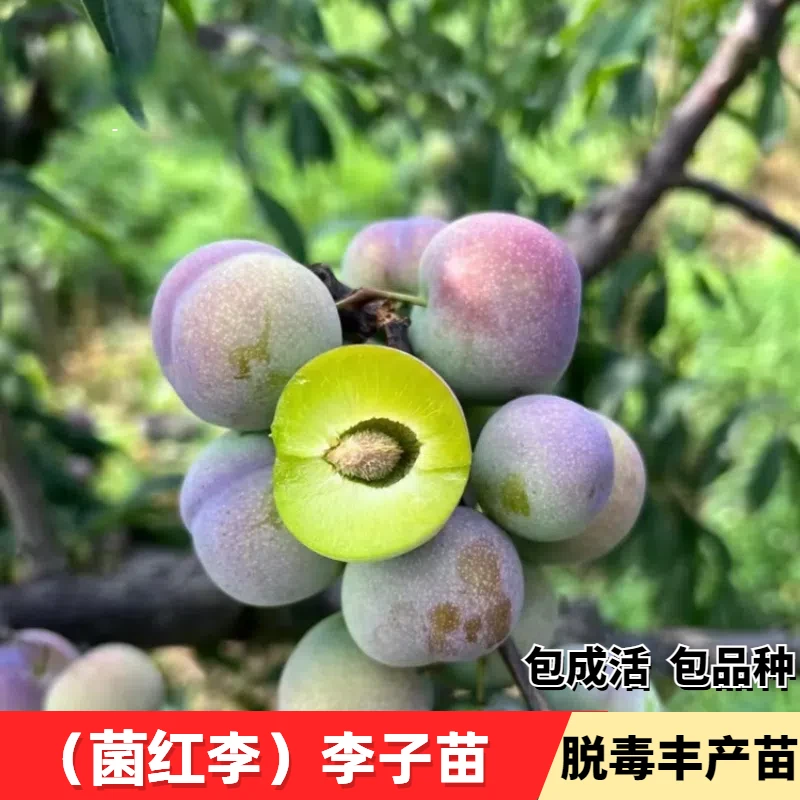 脆甜脱骨茵红李树苗半边红嫁接脆红李晚熟离核巴山脆李南北方种植