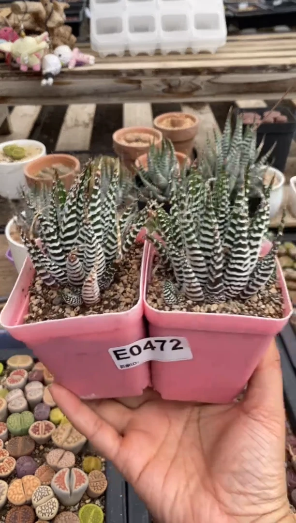 0472直播一物一拍