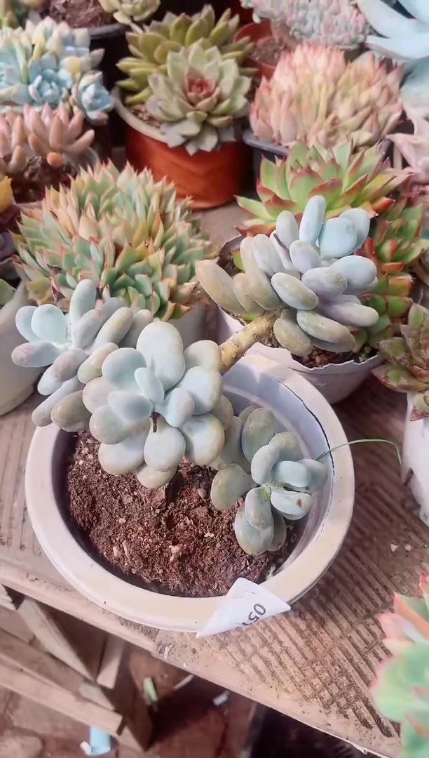 忠*多肉植物一物一拍05191