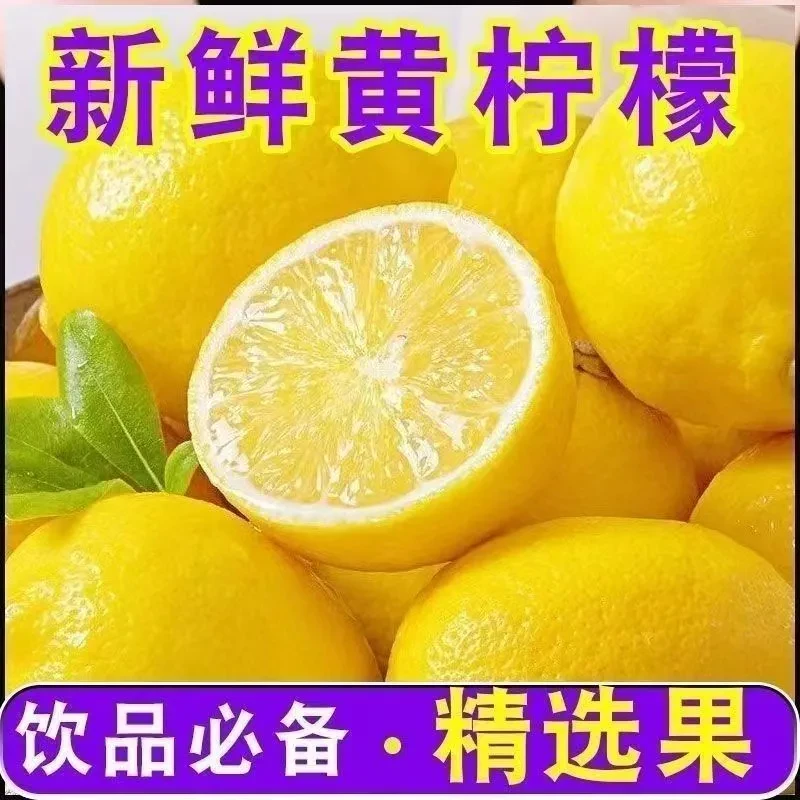 广东无籽香水柠檬二级果无籽四季黄柠檬茶饮摊奶茶店专用原产地