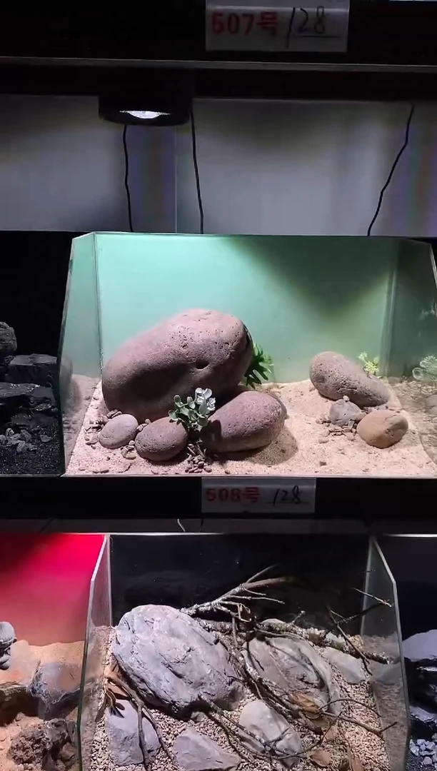 508号鱼缸造景（不含底砂）