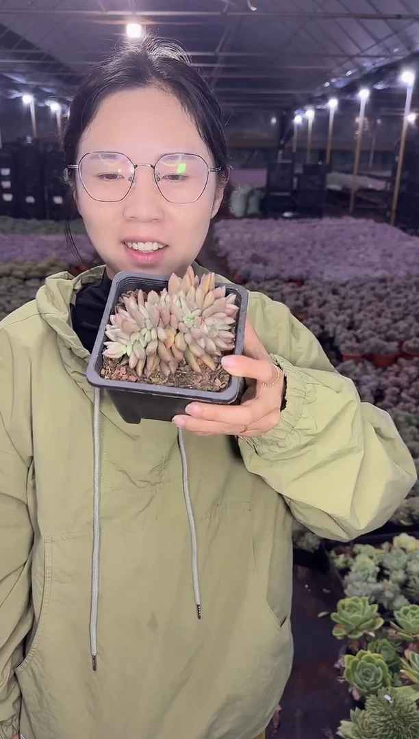 桃花源缀化9.99