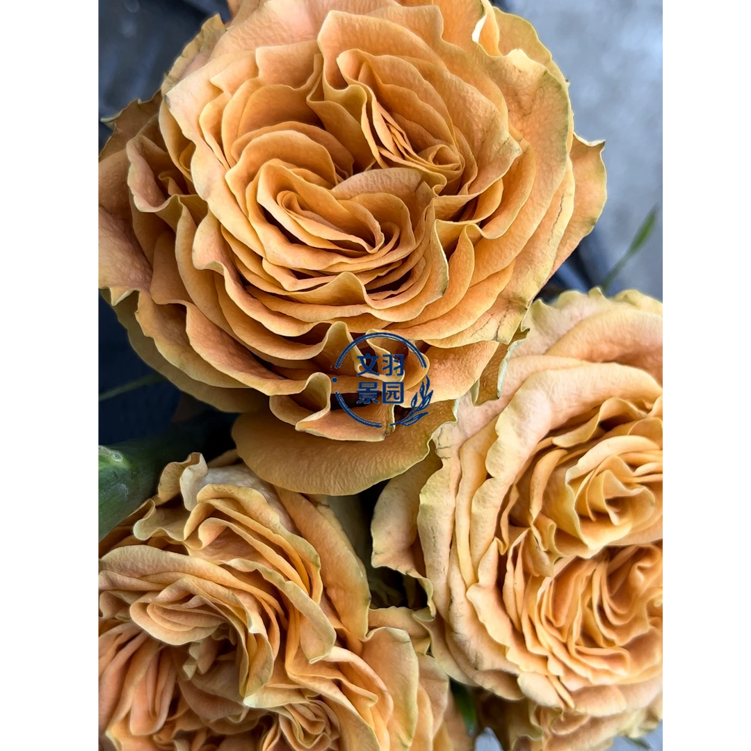 文羽景园【铜吻】切花月季多季节重复开花