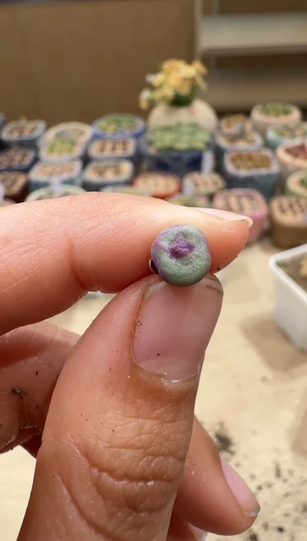 6-141多肉植物肉锥