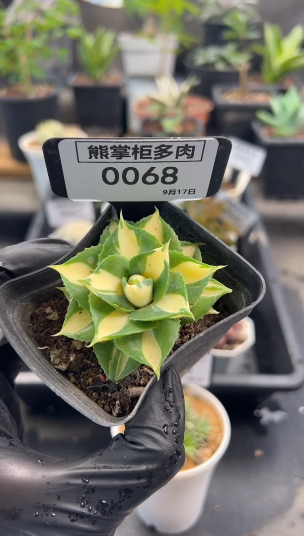 皮****丘0917-68-王妃雷神中斑锦带盆土