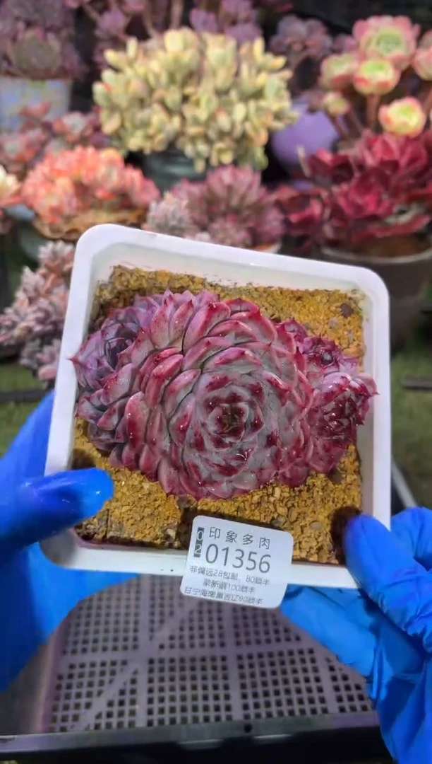 【闪购商品】01356