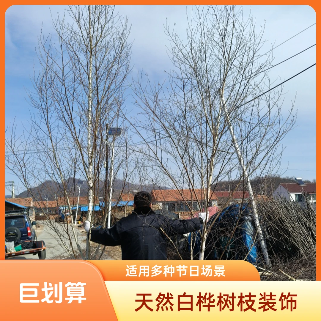 白桦树装饰白桦树枝白桦木树白树枝树杈树桩橱窗美陈软装饰