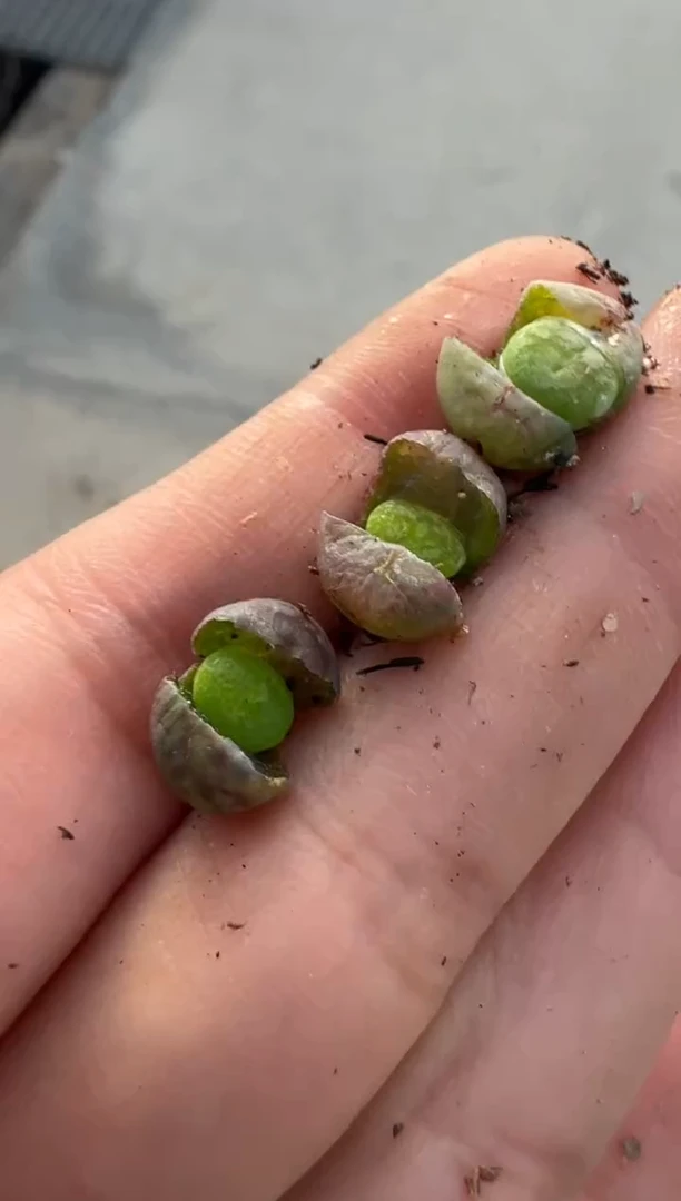 【闪购商品】2/4-301