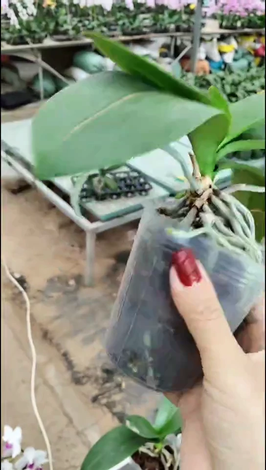 全部花苞爱丽丝福利苗