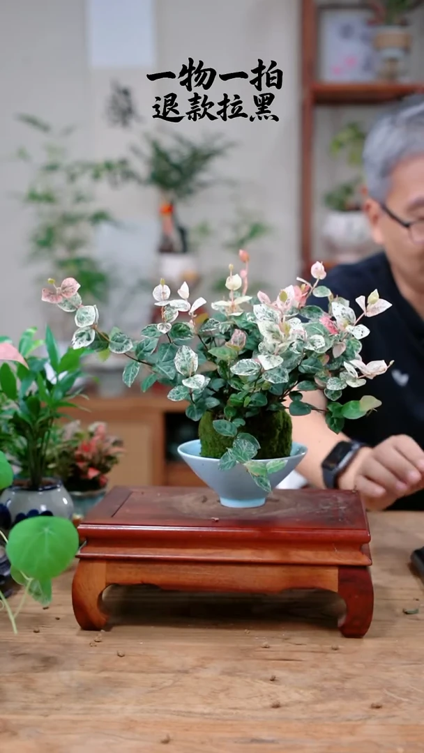 完全开放若*花叶554
