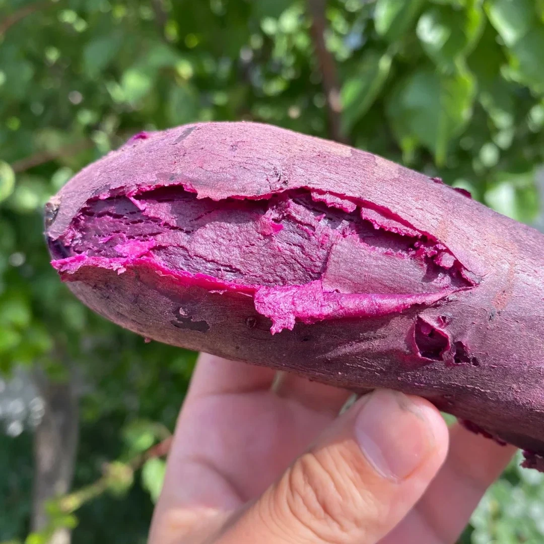 【泰紫一号薯】紫薯