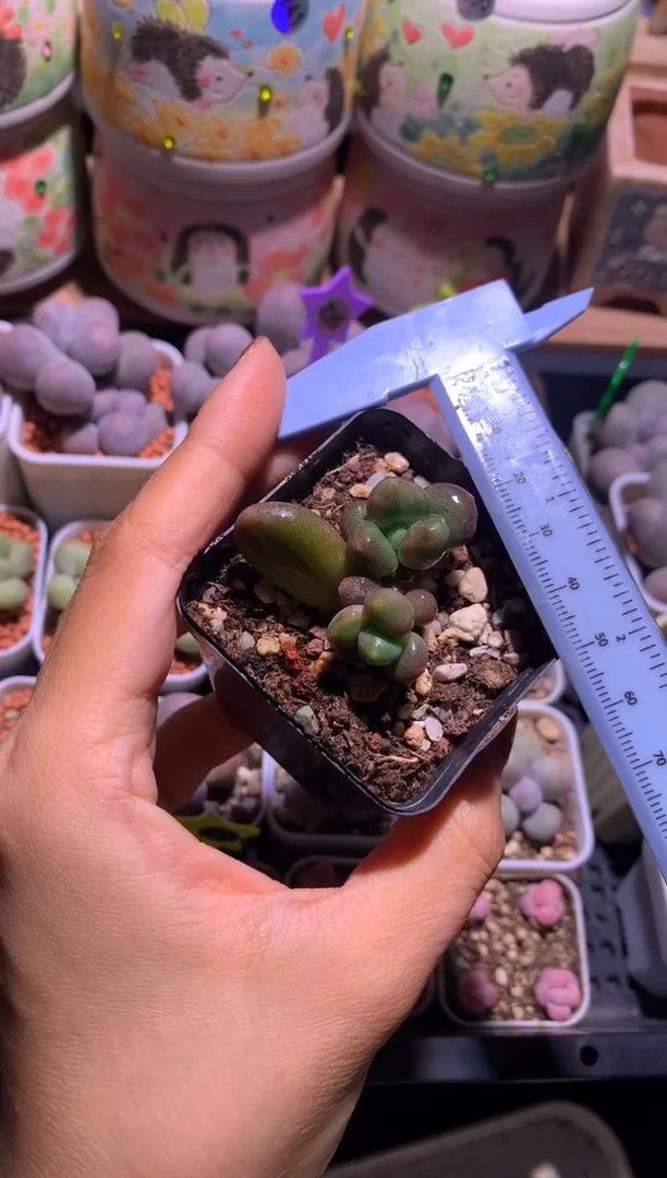 乌里韦亚叶插苗石化锦