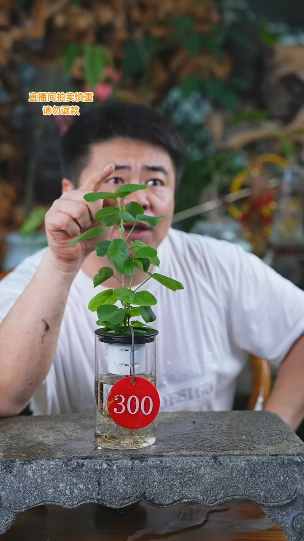 当前无花栽培后可以开花300滨朴T