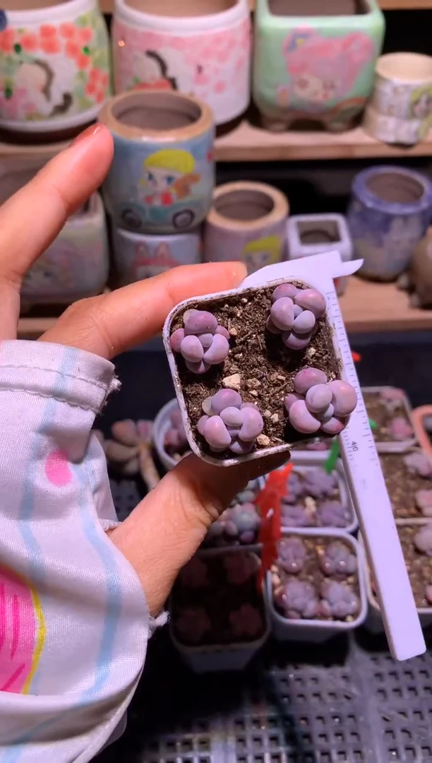 芭比奶酪一盒带盆发