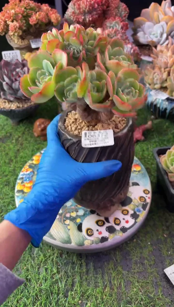 昆明印象多肉06372