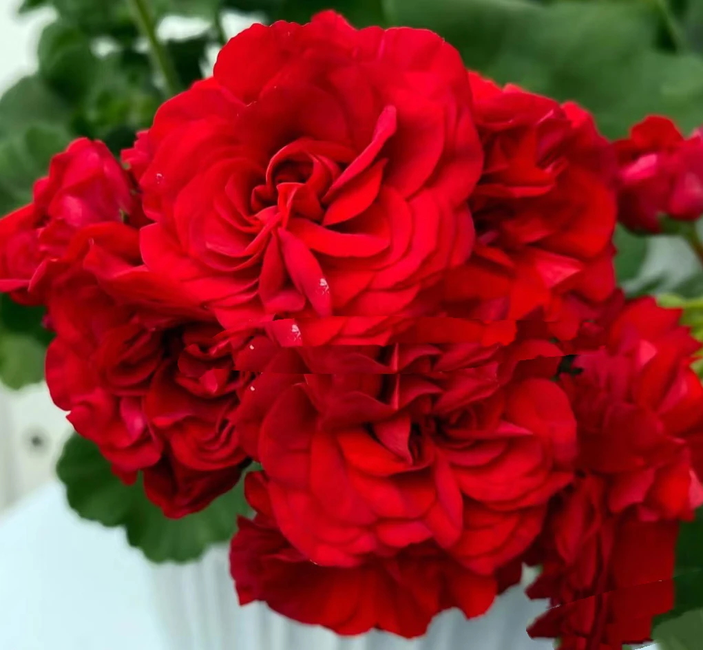 【玛雅】高端新品直立天竺葵 重瓣大花品种 （无花苞 包对版）