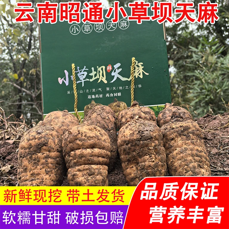 【新鲜天麻】云南昭通小草坝天麻 现挖现发保质保鲜 炖鸡煲汤营养