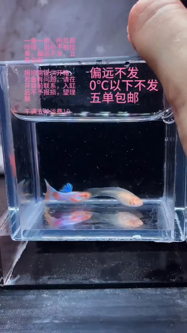 孔雀鱼孔雀鱼 13