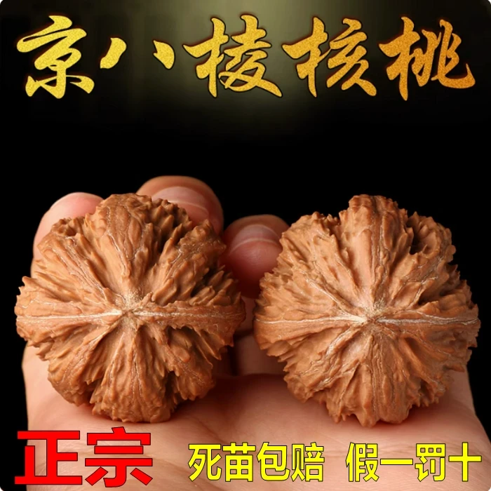 京八棱文玩核桃苗嫁接官帽青皮麻核桃树苗耐寒四季种植当年挂果树