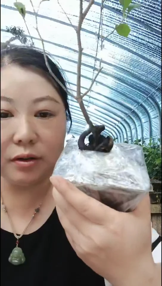 无花朵曼*老鸦柿