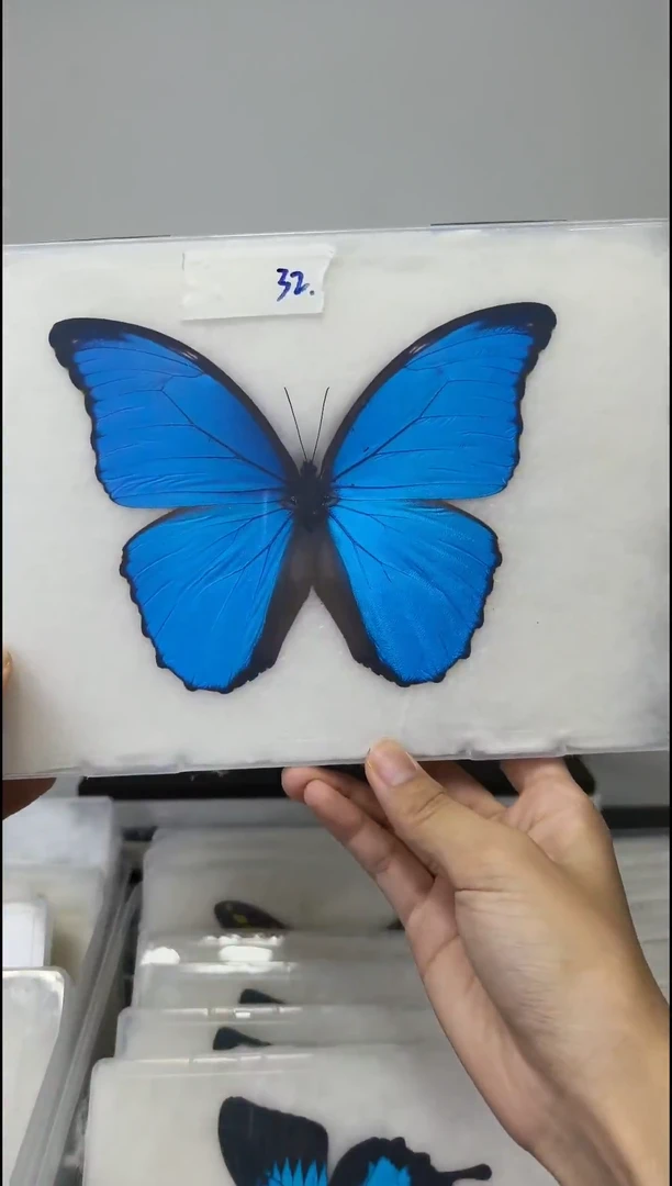 木展翅品压棉发货一图一物