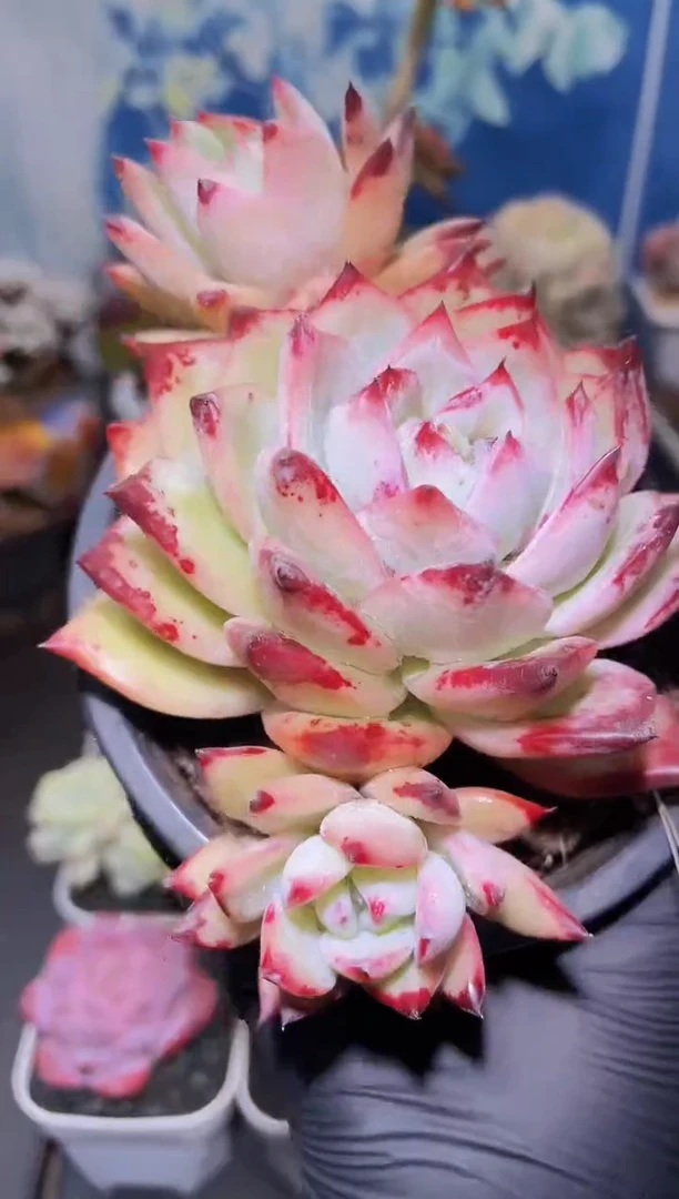 【闪购商品】497红拉糖群