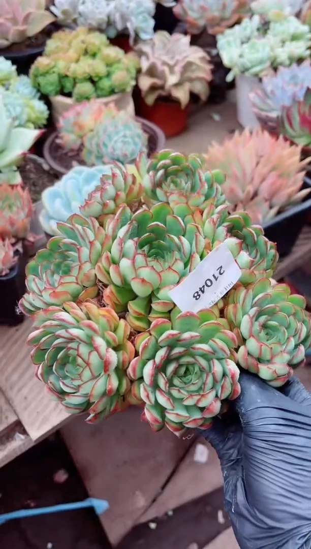 ?****梨21047多肉植物一物一拍