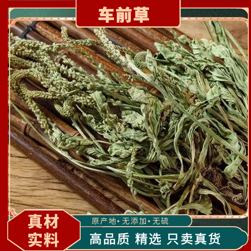 正宗野生车前草精选猪耳朵秧平车前车前草干货泡茶新鲜车前草茶