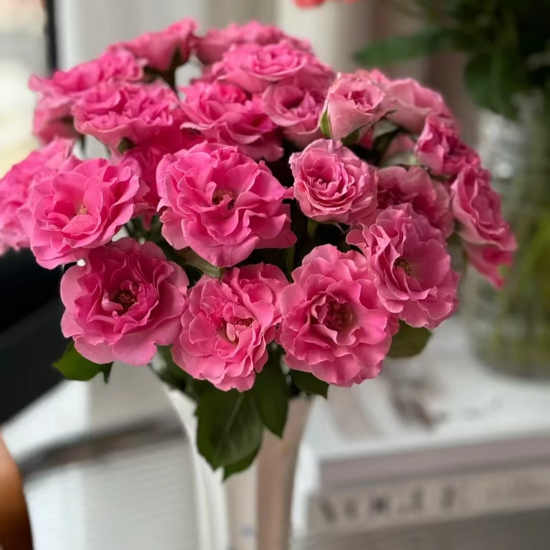 美人鱼多头玫瑰-家养鲜花-云南基地直发-任意两单包邮