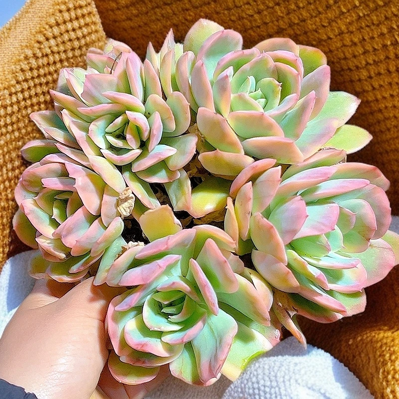 绮罗锦   黄大锤多肉 （满9.9包邮） 多肉植物  庭院阳台  美观