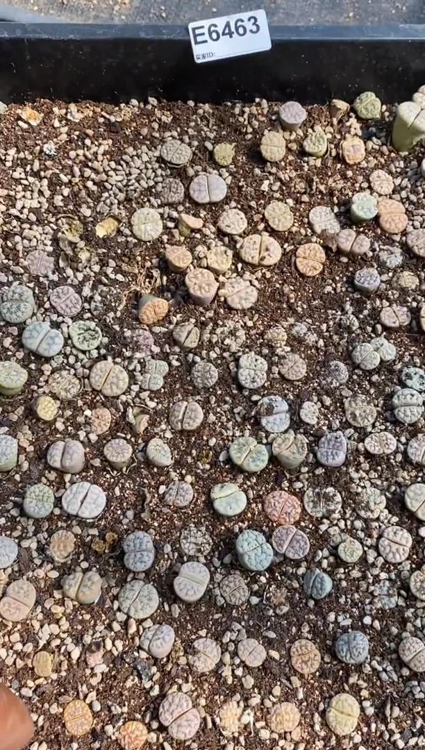 6463直播间一物一拍脱土发货