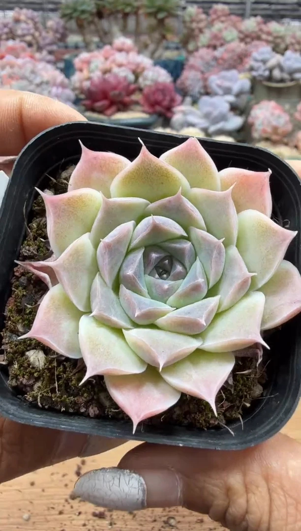 东云多肉园二店-256