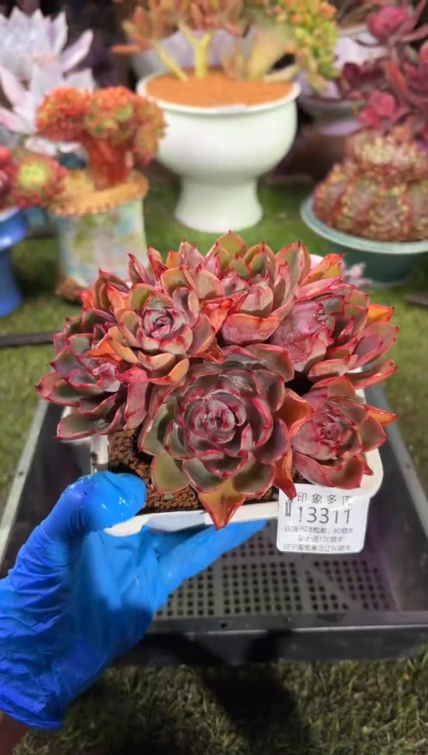 【闪购商品】13311