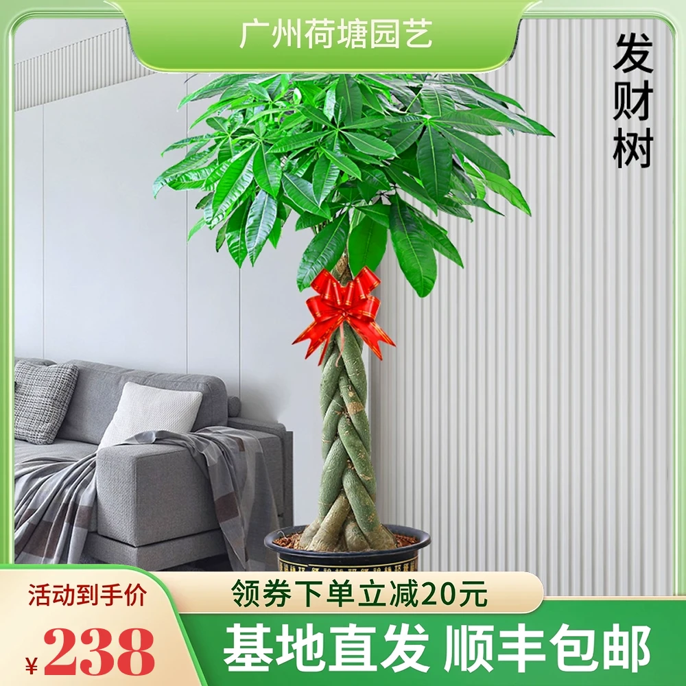 【新品上架】精品辫子款1.7~2.1米发财树盆栽（福字盆+专用土）