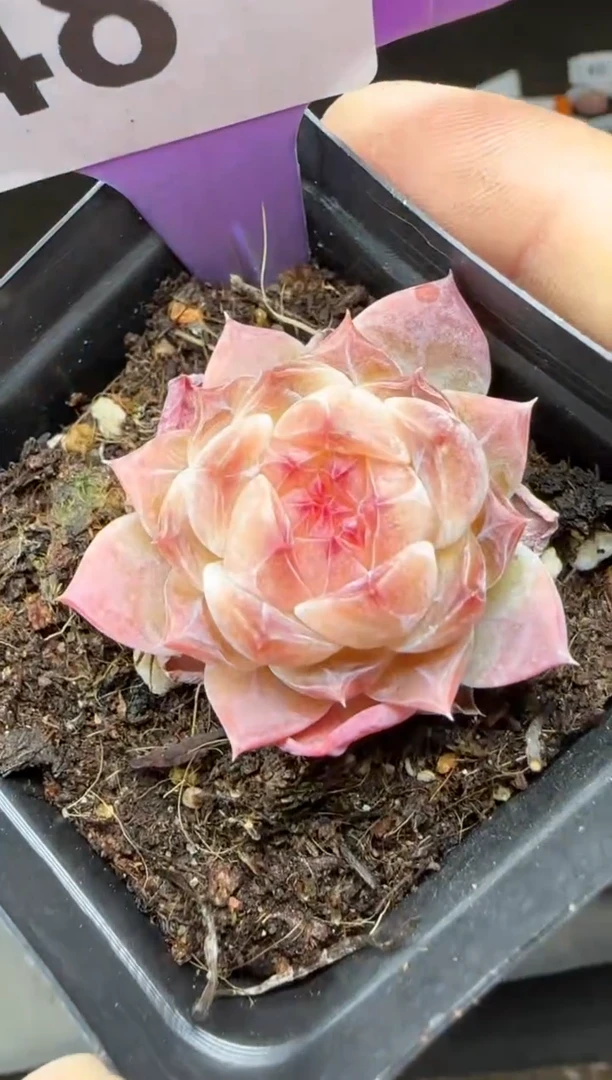 【闪购商品】一物一拍0223—48