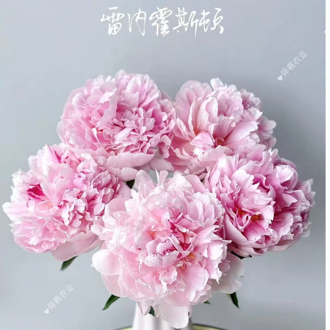 进口中端芍药合集基地直发芍药苗庭院阳台地栽