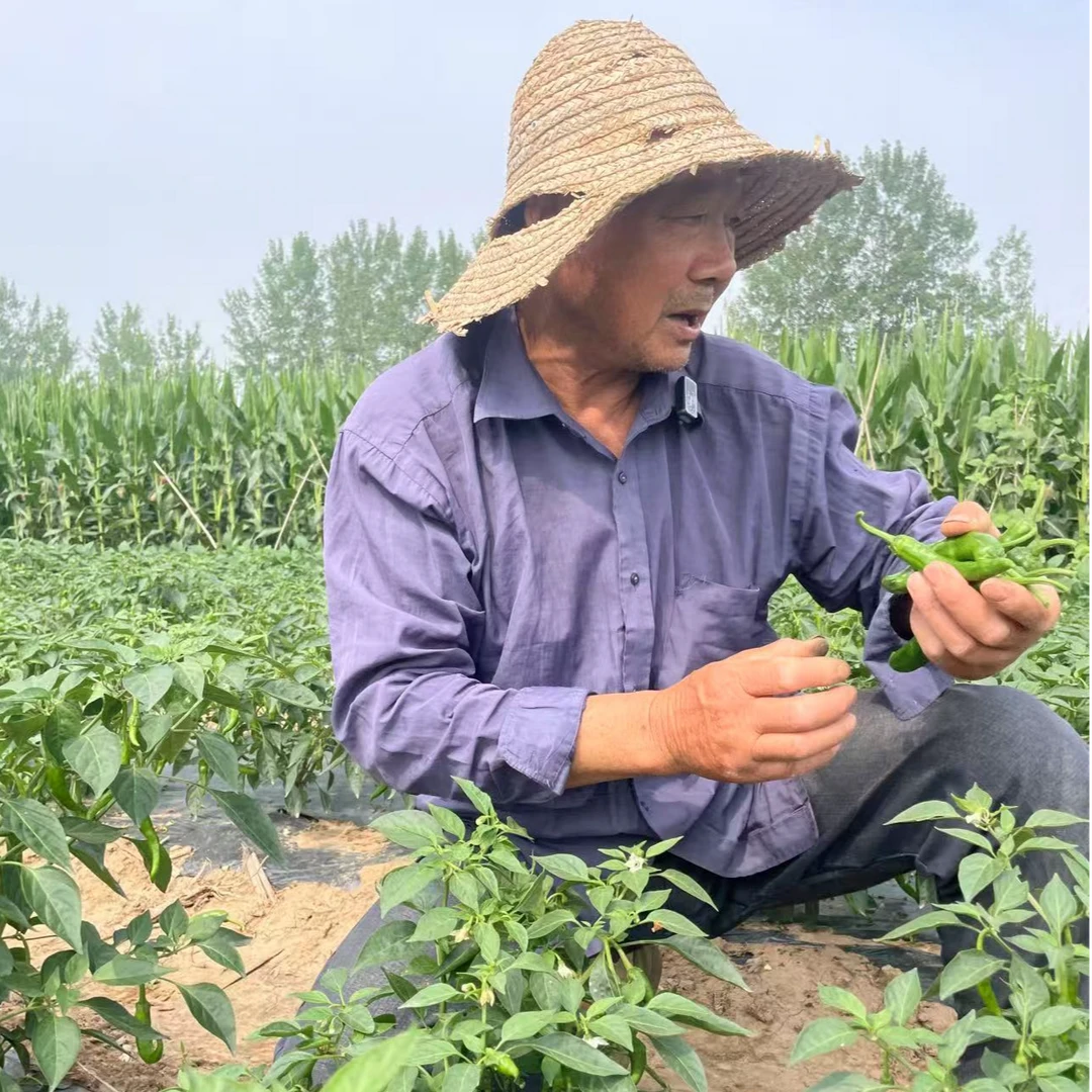 湖北土辣椒青辣椒红辣椒新鲜薄皮农家自种蔬菜新鲜蔬菜薄皮辣椒