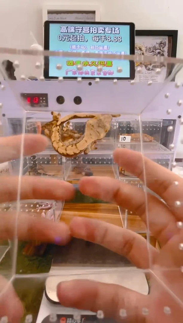 豹纹守宫可爱好看帅气守宫可人