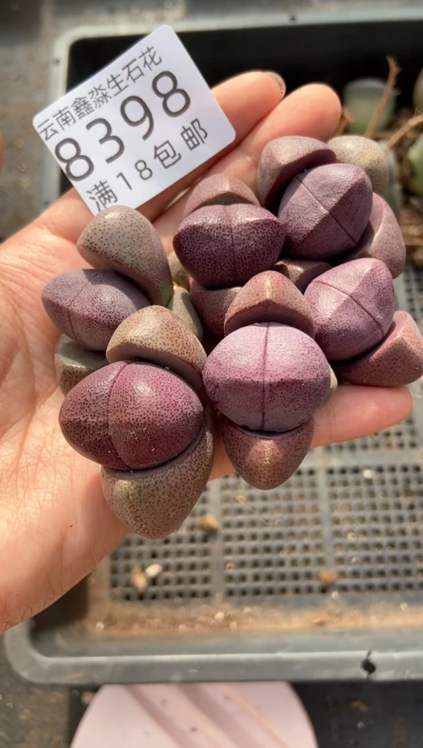 【闪购商品】8398特价紫帝玉有瑕疵发货1颗量拍