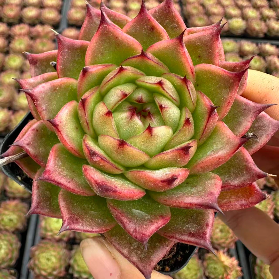 7#加勒比海盗多肉植物 前男友精品多肉 SM0840