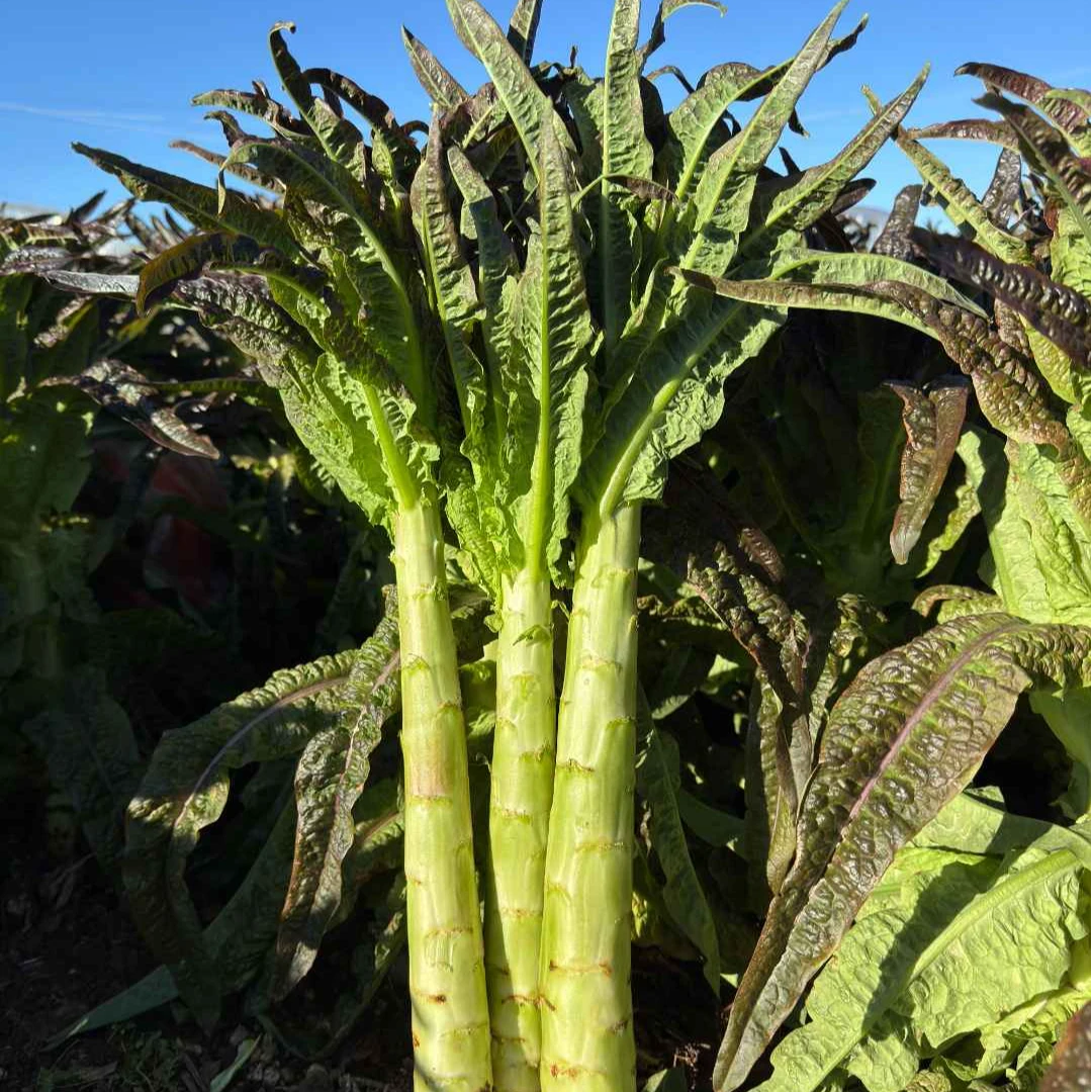 【顺丰冷链】云南露天种植老品种新鲜紫叶莴笋莴笋尖现采先发