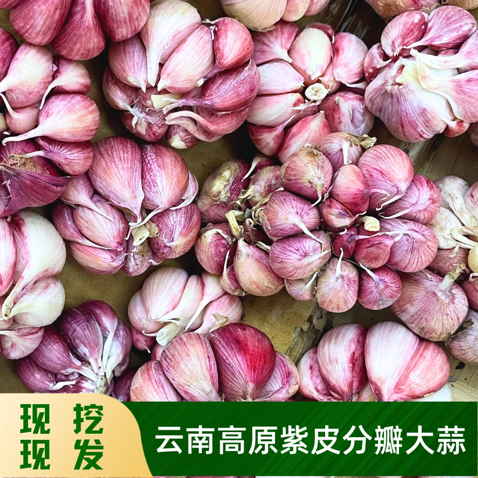 云南大理正宗紫皮分瓣大蒜 带泥皮大果精品蒜头 鲜蒜