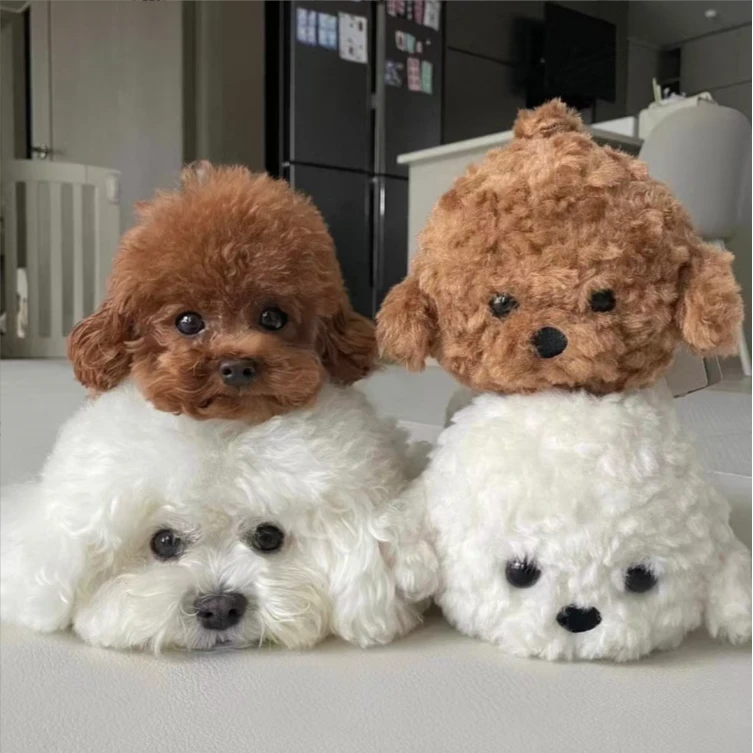 【大凯家的韩系比熊】 活体狗狗