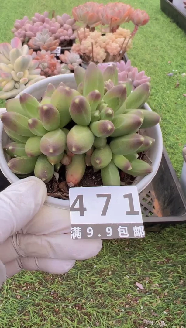 【闪购商品】信福多肉一物一拍