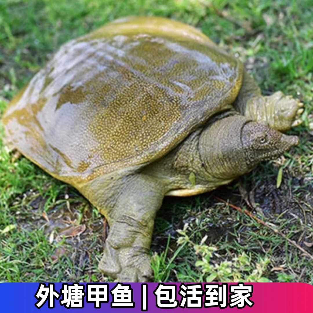 3只外塘大甲鱼 共6-5斤鲜活生猛甲鱼散养生态鳖青背水鱼包活到家