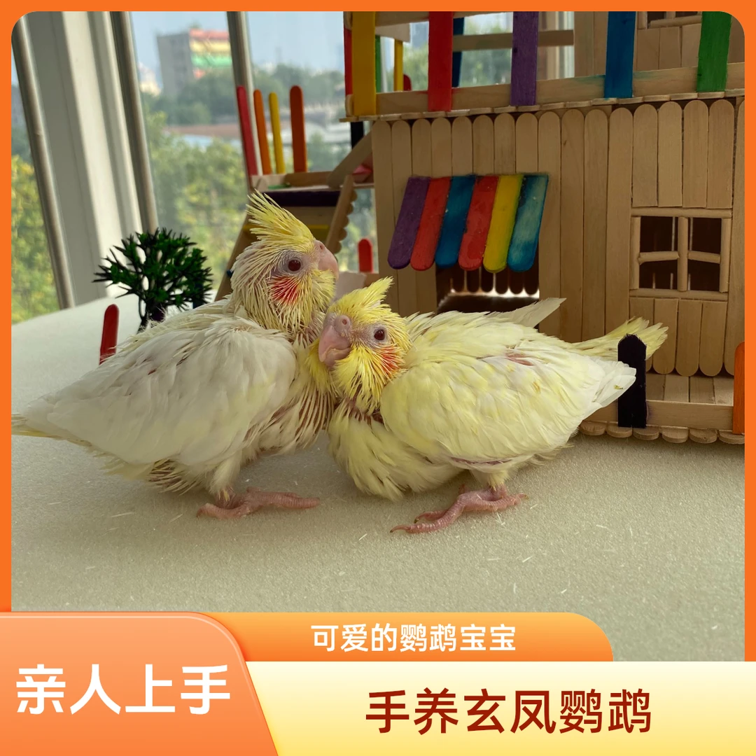玄凤鹦鹉手养雏鸟活体手养亲人粘人上手半毛黄化玄凤鸟活物